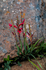 Watsonia gladioloides