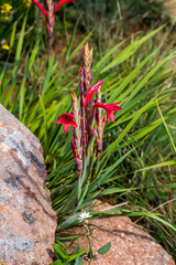 Watsonia gladioloides