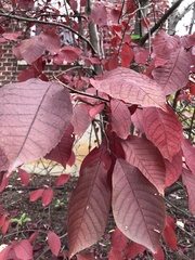 Angiospermae