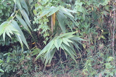 Indocalamus sinicus