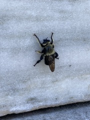 Laphria affinis