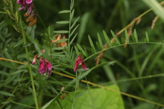 Vicia megalotropis