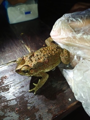 Duttaphrynus melanostictus