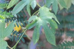 Ipomoea mauritiana
