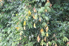 Ipomoea mauritiana