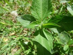 Bucephalogonia xanthophis
