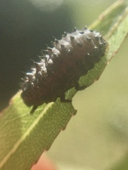 Plagiodera erythroptera