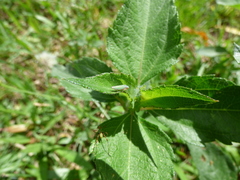 Bucephalogonia xanthophis