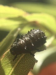Plagiodera erythroptera