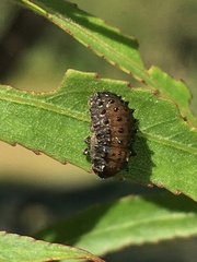 Plagiodera erythroptera
