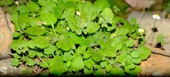 Felicia cymbalariae