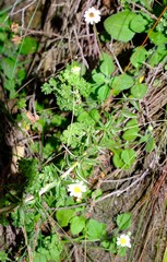 Felicia cymbalariae