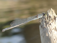 Pseudagrion draconis