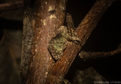 Tychreus sellatus