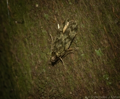 Barea phaulobrya