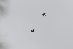 Ognorhynchus icterotis