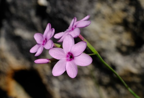 Cederberg satin (Geissorhiza cedarmontana)