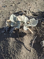 Enceliopsis nudicaulis