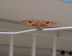 Ephyriades arcas