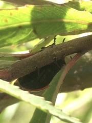 Plagiodera erythroptera