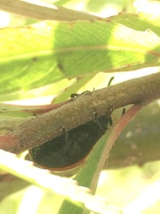 Plagiodera erythroptera