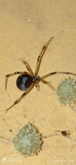 Latrodectus geometricus