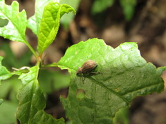 Sciaphobus squalidus