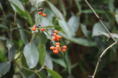 Smilax tomentosa