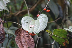 Smilax tomentosa