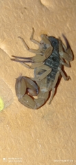 Tityus serrulatus