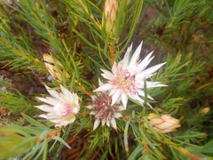 Protea mucronifolia