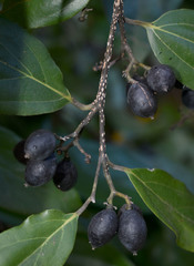 Cryptocarya onoprienkoana