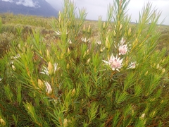 Protea mucronifolia
