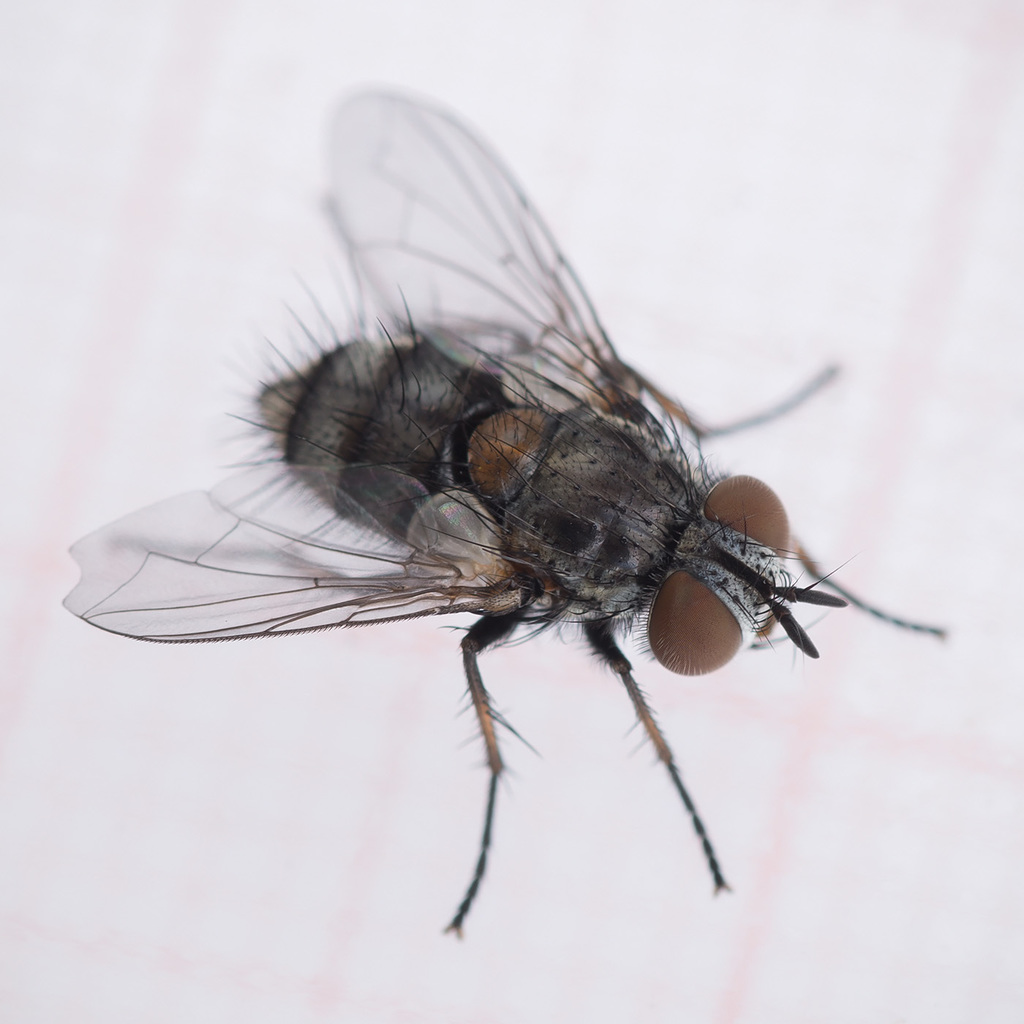 Carcelia lucorum