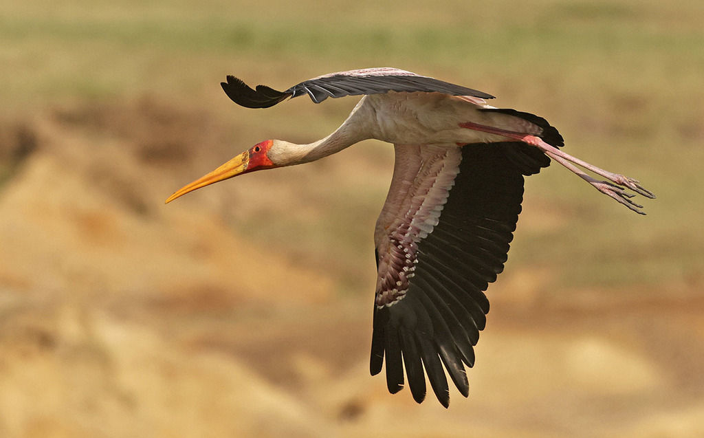 Yellow-billed Stork (Mycteria ibis) photo