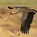 Yellow-billed Stork - Photo (c) clicque, some rights reserved (CC BY-NC), uploaded by clicque