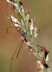 Leiobunum bimaculatum