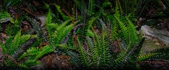 Blechnum punctulatum punctulatum