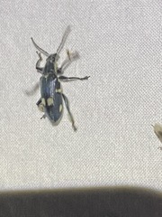 Polyclaeis longicornis