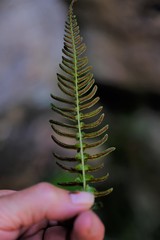 Blechnum punctulatum punctulatum