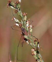 Leiobunum bimaculatum