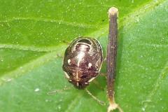 Eysarcoris ventralis