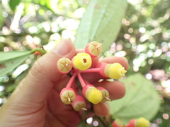 Psammisia flaviflora