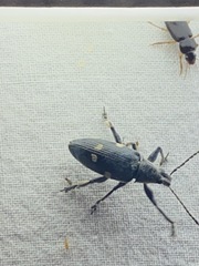 Polyclaeis longicornis