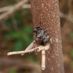 Neobrachychilus consobrinus