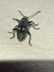 Polyclaeis longicornis