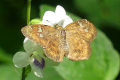 Pseudocoladenia dan