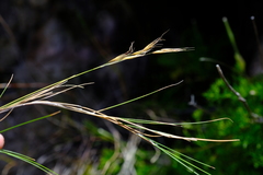 Pentameris macrocalycina