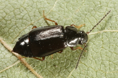 Deliphrum algidum