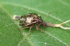 Eysarcoris ventralis